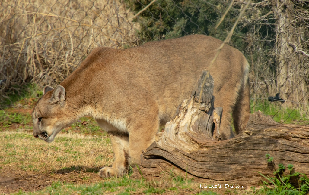 Mountain Lion Oklahoma has a few Mountain Lions still. The… Flickr