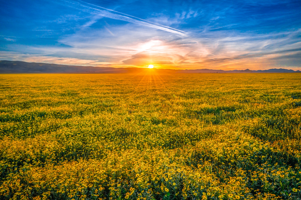 Carrizo Plain Superbloom Wildflowers California Spring Super Bloom Wild