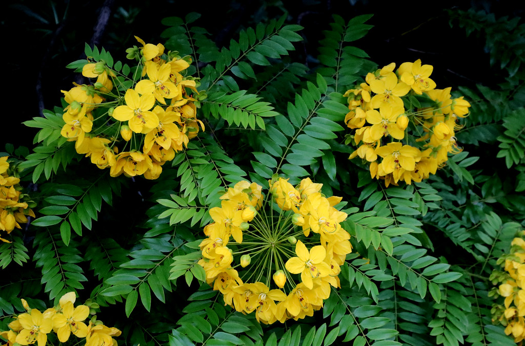 Cassia leptophylla, gold medallion tree FamilyFabaceae Ge… Flickr