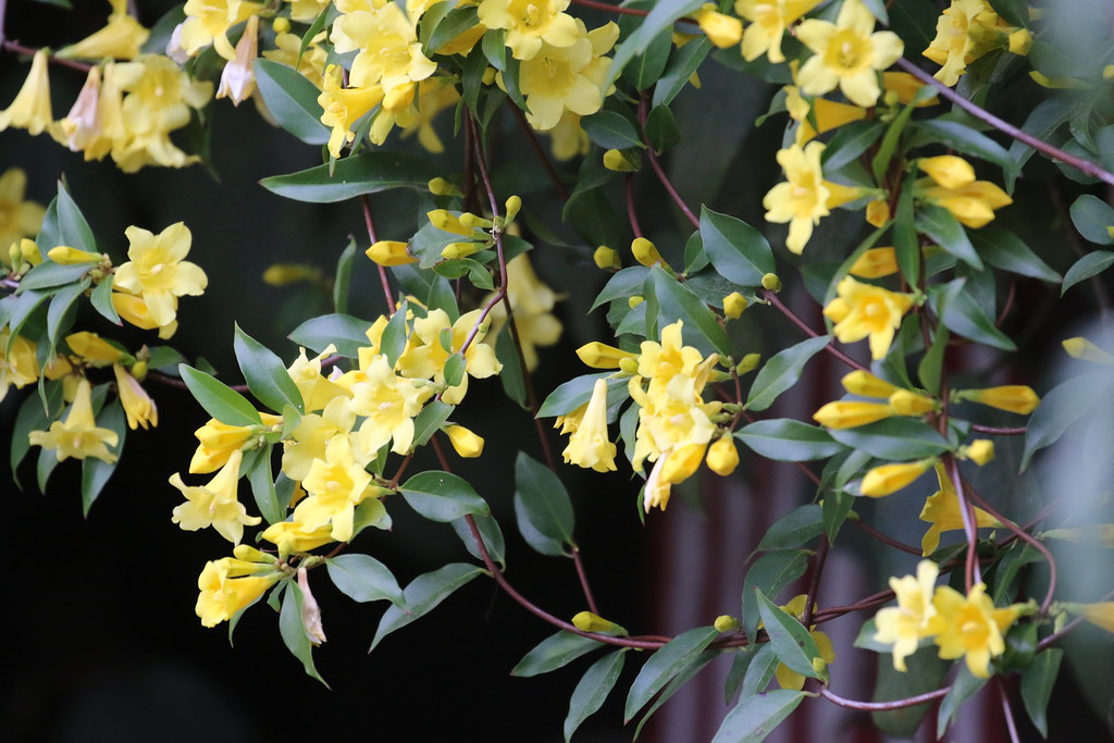 yellow jasmine I have many yellow jasmine vines in full bl… Flickr