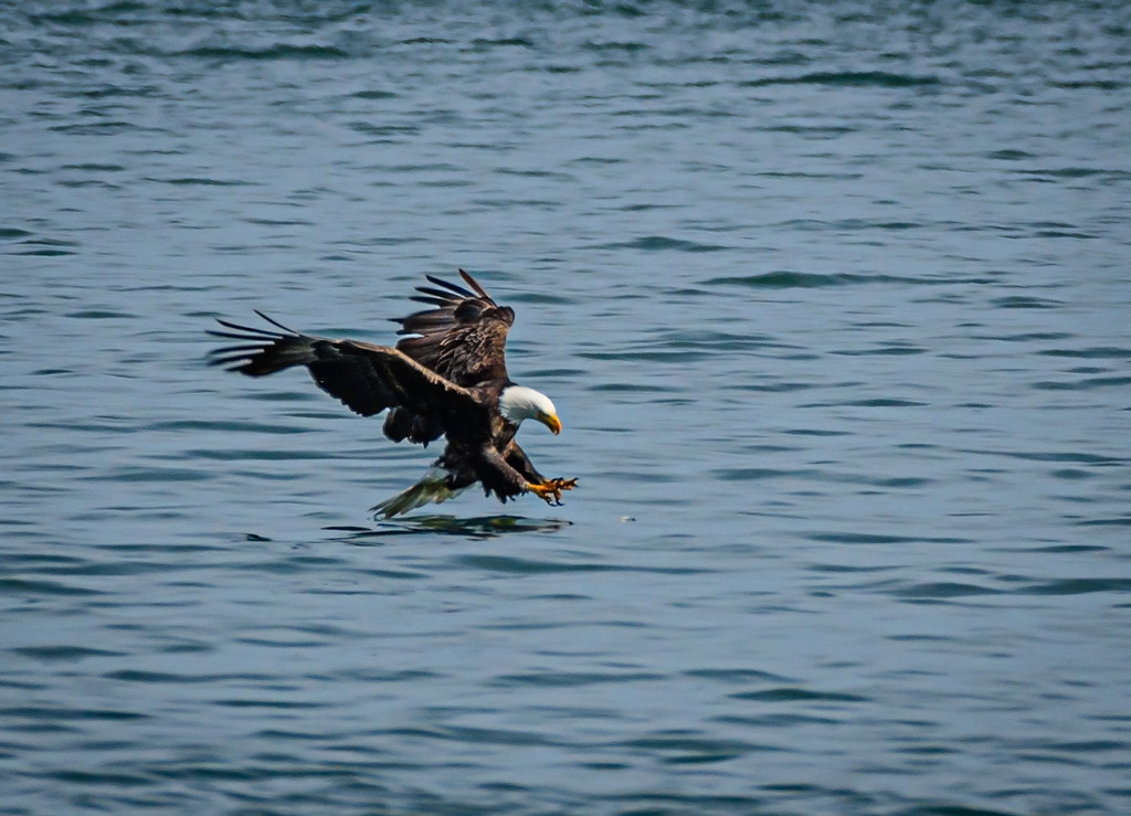 Bald Eagle Talons Out Tim Epperly Flickr