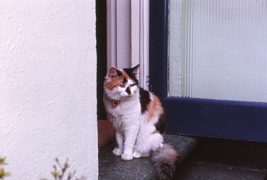 Next doors cat Chrissie. June '74. Scanned in from a slide… Flickr