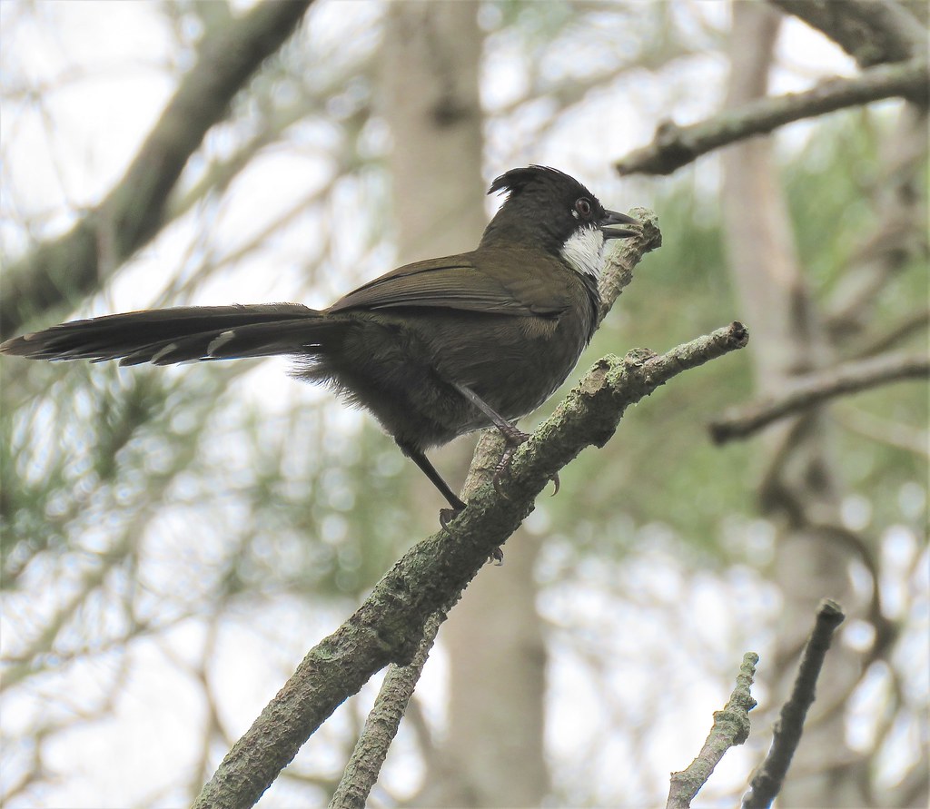 Psophodes olivaceus 12 Eastern Whipbird Birds of The Hastings