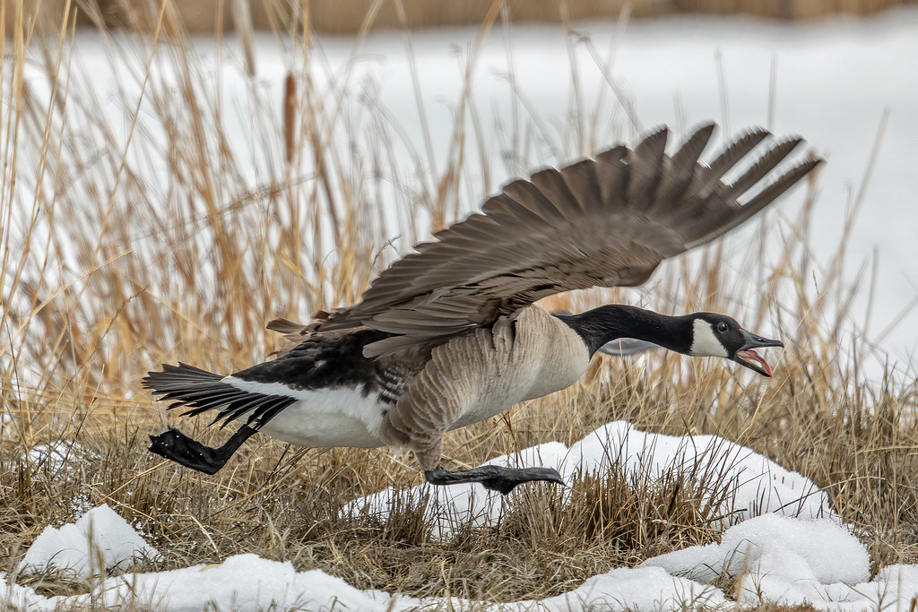 Canada Goose Market Lake WMA, Idaho "A little too close!" … Flickr