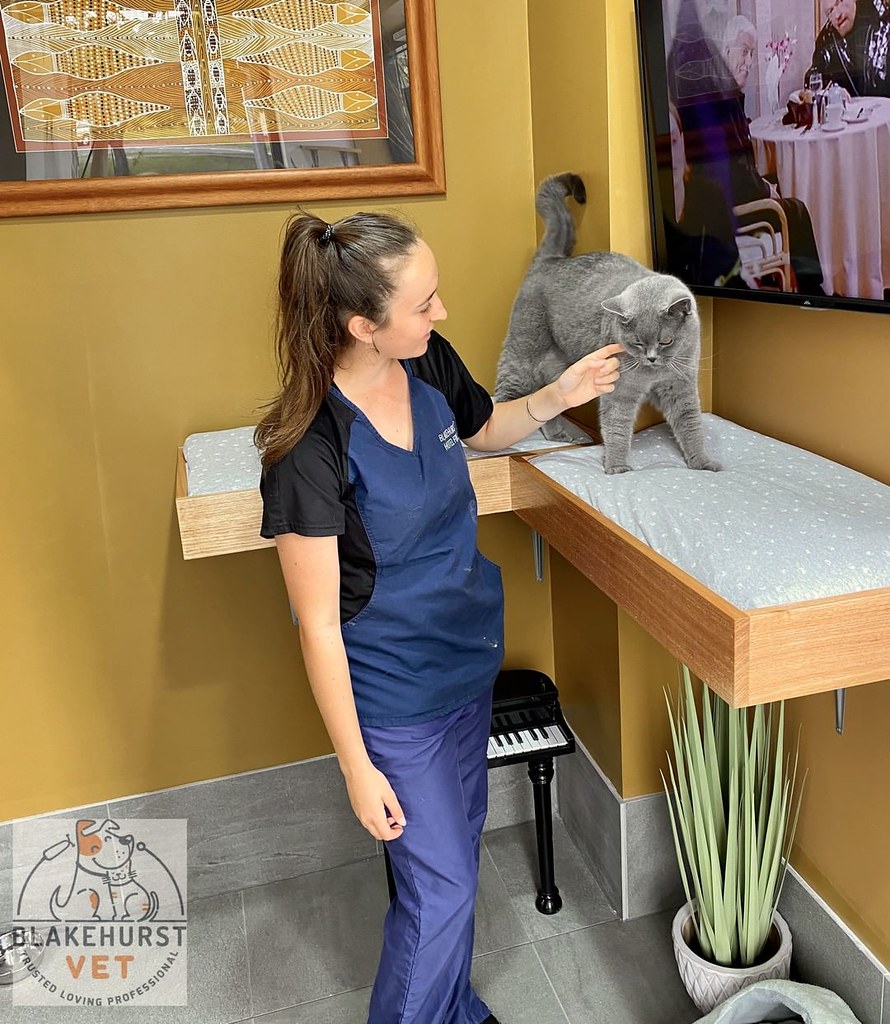 Cat Boarding Near Me In response to the ongoing uncertaint… Flickr