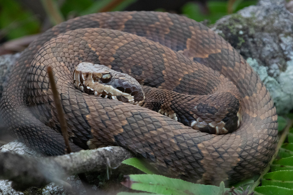 Cottonmouth Six Mile Cypress Slough Dennis Church Flickr