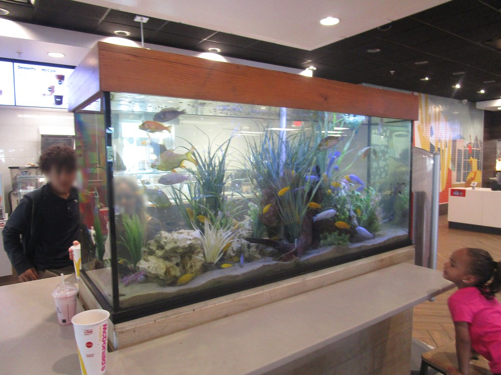 Fish Tank Orlando, FL. April 2019. … Flickr