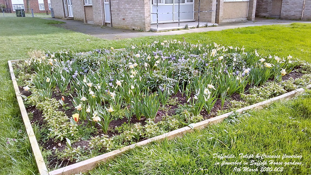 Daffodils, Tulips & Crocuses flowering in flowerbed in Suf… Flickr