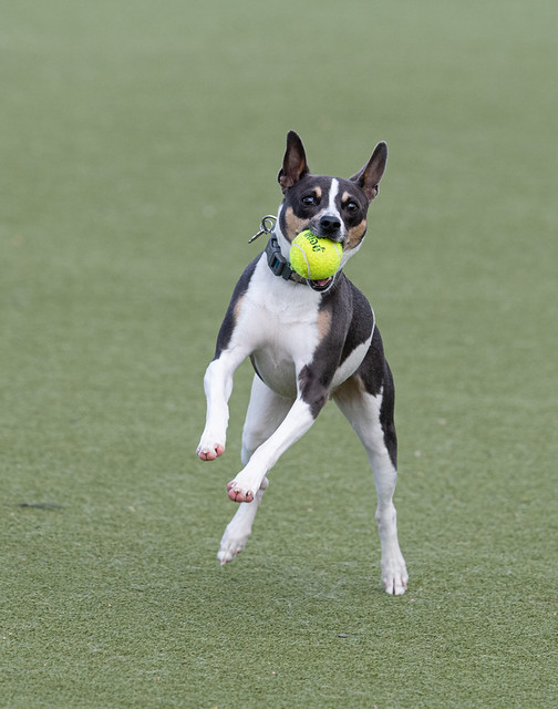 Flickr Discussing Rat Terrier tails docked vs. natural? in Rat Terriers