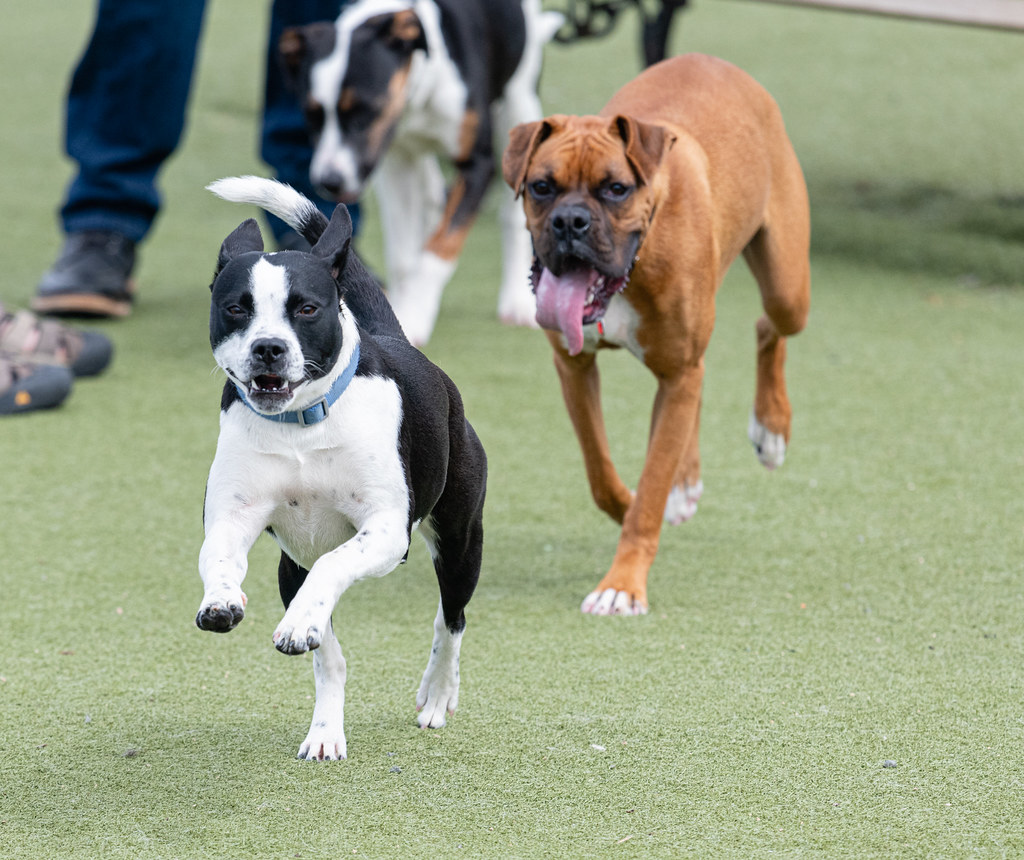 dog_park_20200312_228 Taken at the Willow Creek Dog Park i… Flickr