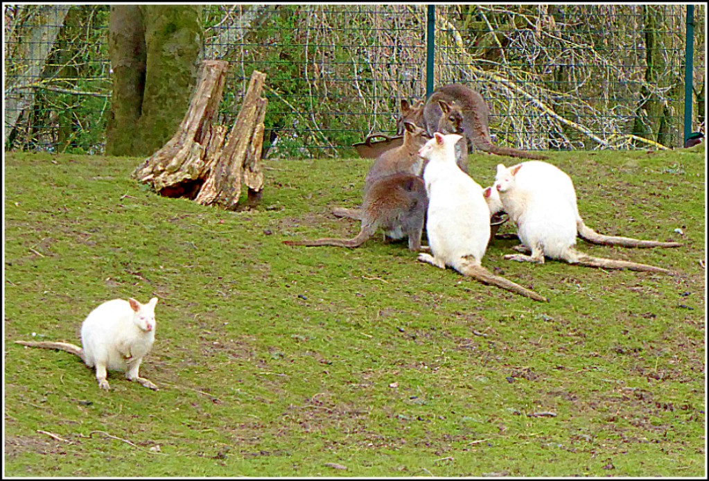 A Group of Wallabies Enjoying the Mid Day Sun in Hulls… Flickr