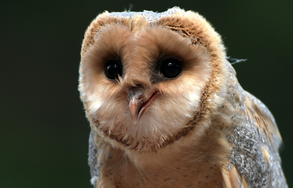 Barn Owl Teenie Never ever I've seen such a friendly owl f… Flickr