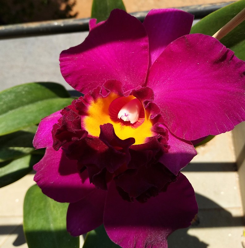 Cattleya Tiago Suzuki "Sunlight" Flickr