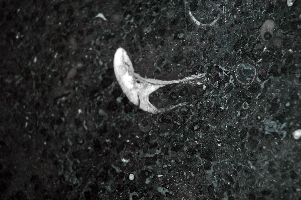 Champlain Black Marble (Crown Point Limestone, Middle Ordovician; Vermont, USA) 4 a photo on