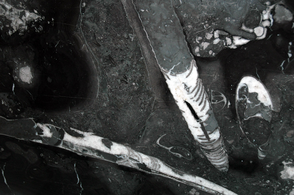 Cephalopods in limestone (Champlain Black Marble) (Crown P… Flickr