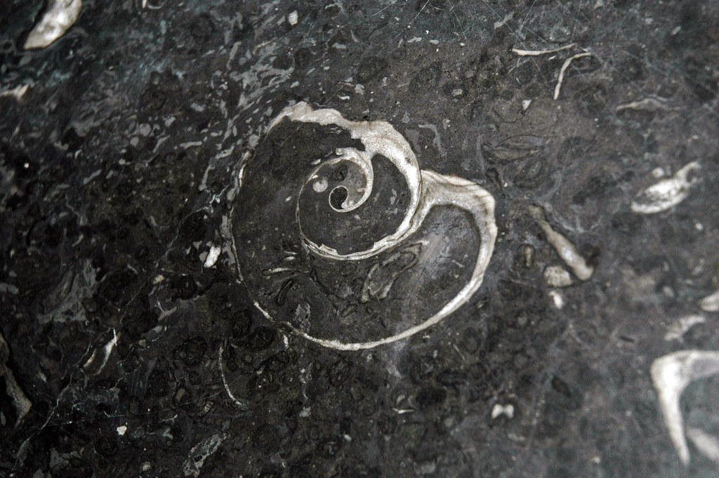 Maclurites magna (fossil gastropod) in limestone (Champlain Black Marble) (Crown Point Limestone