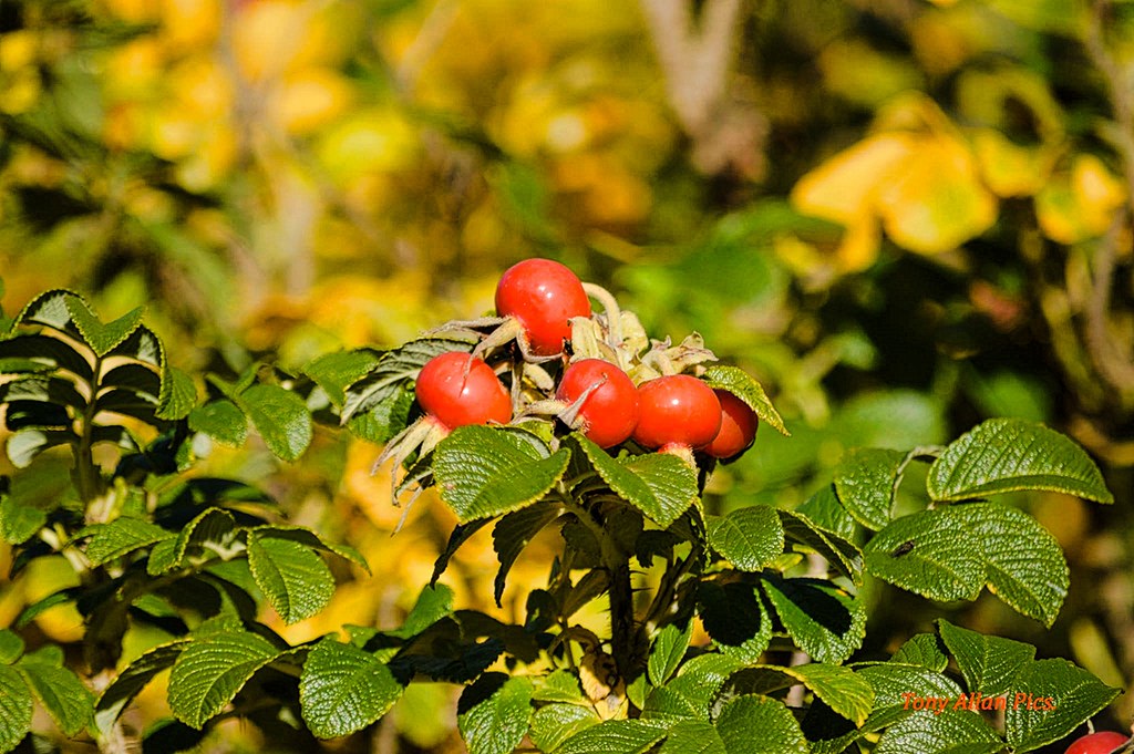 Berries, Barley lane, Hastings. 20th Nov. 2016. anthony allan Flickr