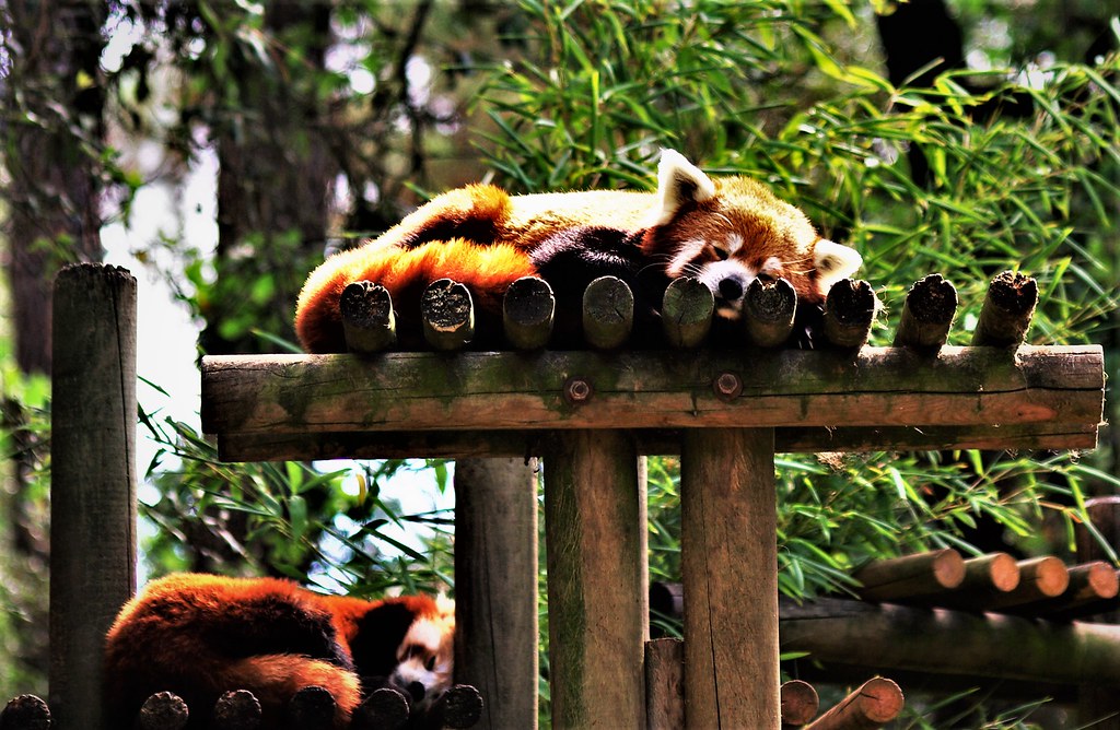 Zoo de La PalmyreCharente Maritime Un panda roux en plein… Flickr