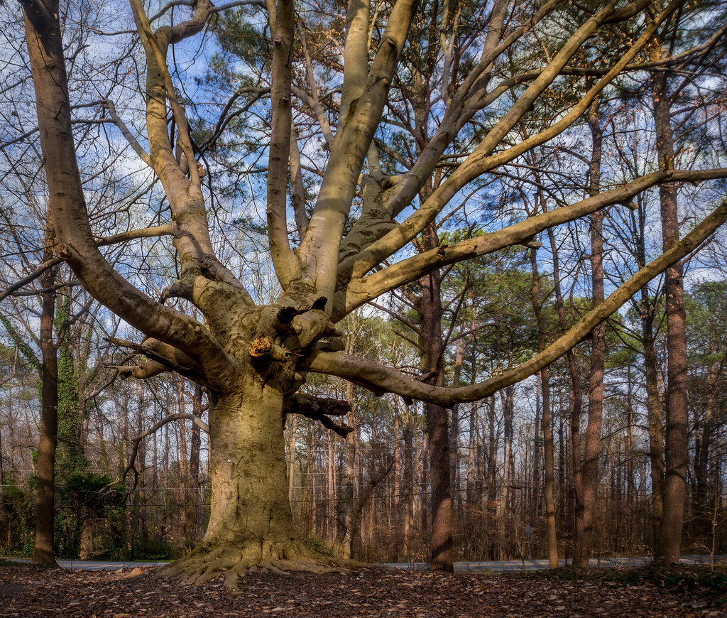 Twisted tree Quantum embranchlement. Briarlake Forest Park… Flickr
