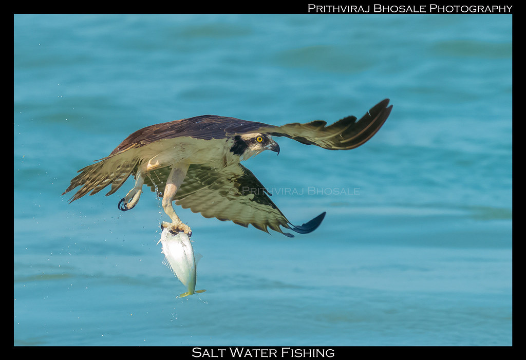 Osprey With a strong current in the ocean, these Ospreys c… Flickr