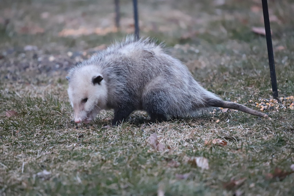 Daytime Possums (Saline, Michigan) March 2020 We have ha… Flickr