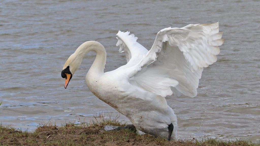 Mute Swan, 12032020, 05 f Mute Swan, Order Anseriformes, F… Flickr