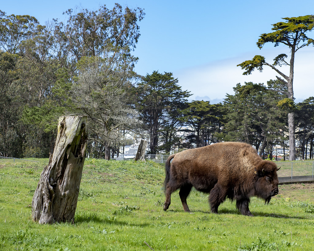 Golden Gate Park, 2020 Jim Watkins Photography Gallery Flickr