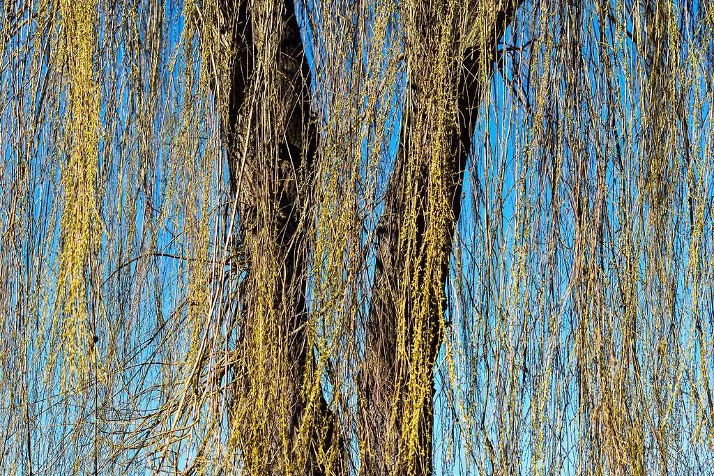 Yellow willow Grzegorz Polak Flickr