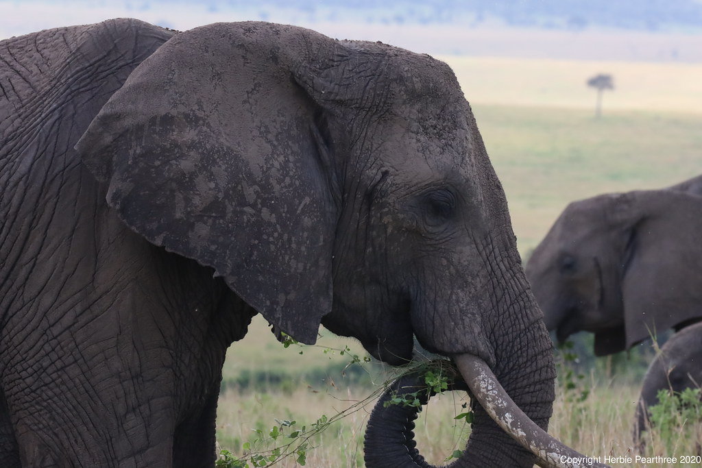 Elephants enjoying the greens from all the rain Herbie Pearthree Flickr
