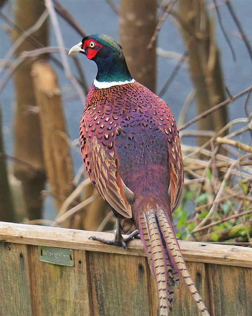 Pheasant OLYMPUS DIGITAL CAMERA This beautiful pheasant la… Flickr