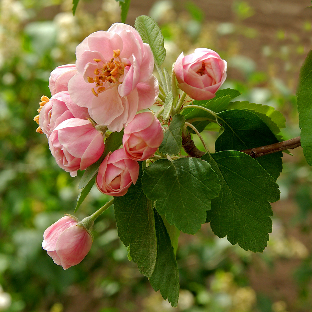 Spring flowers. Albuquerque Botanical Garden. New Mexico, USA. a