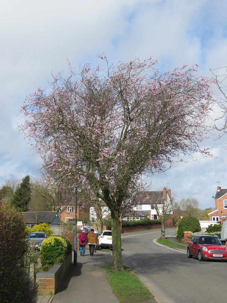 Prunus cerasifera 'Nigra' Brookside Ave, Kenilworth 1.3.… Flickr