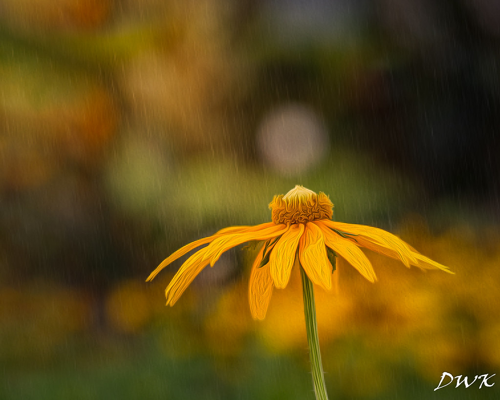 When Life Throws You a Rainy Day... Play in the Puddles… Flickr