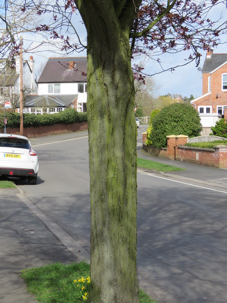 Prunus cerasifera 'Nigra' Brookside Ave, Kenilworth 1.3.… Flickr