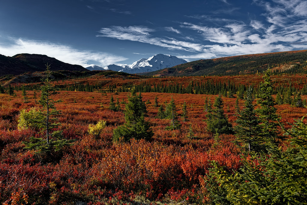 A Meadow of Colors, the Tundra in Front of Me (Denali Nati… Flickr