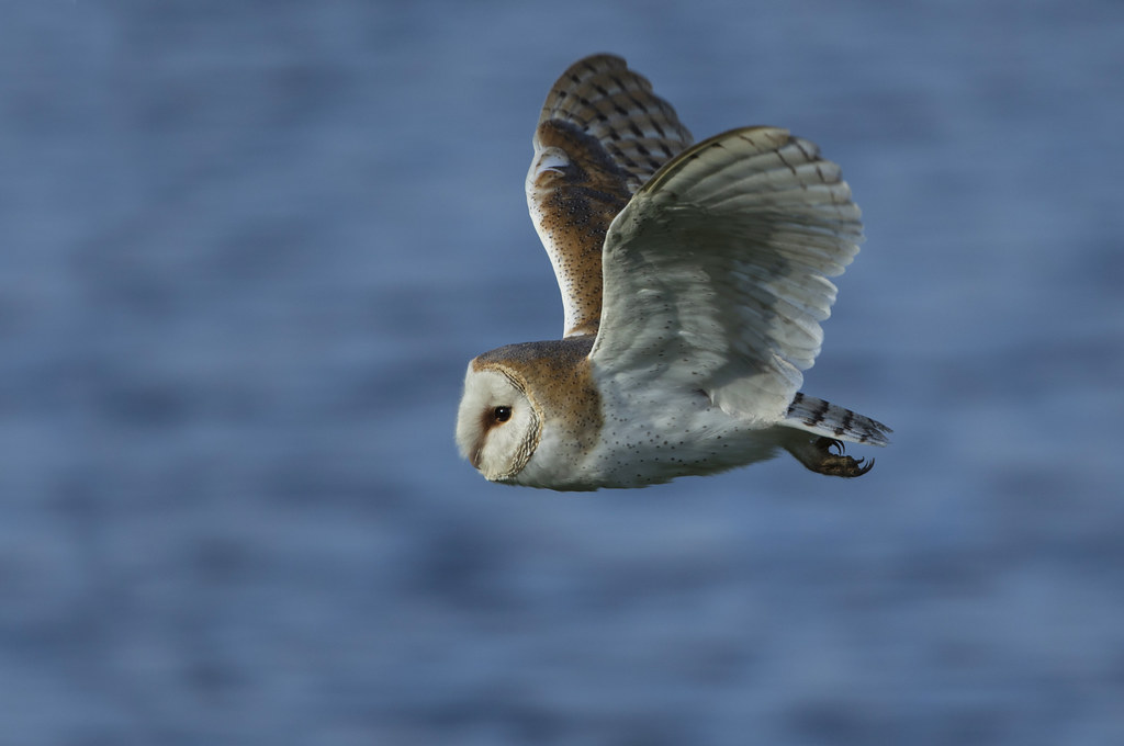 Elevation of Woodgates Cl, North Ferriby HU14 3JS, UK Topographic Map