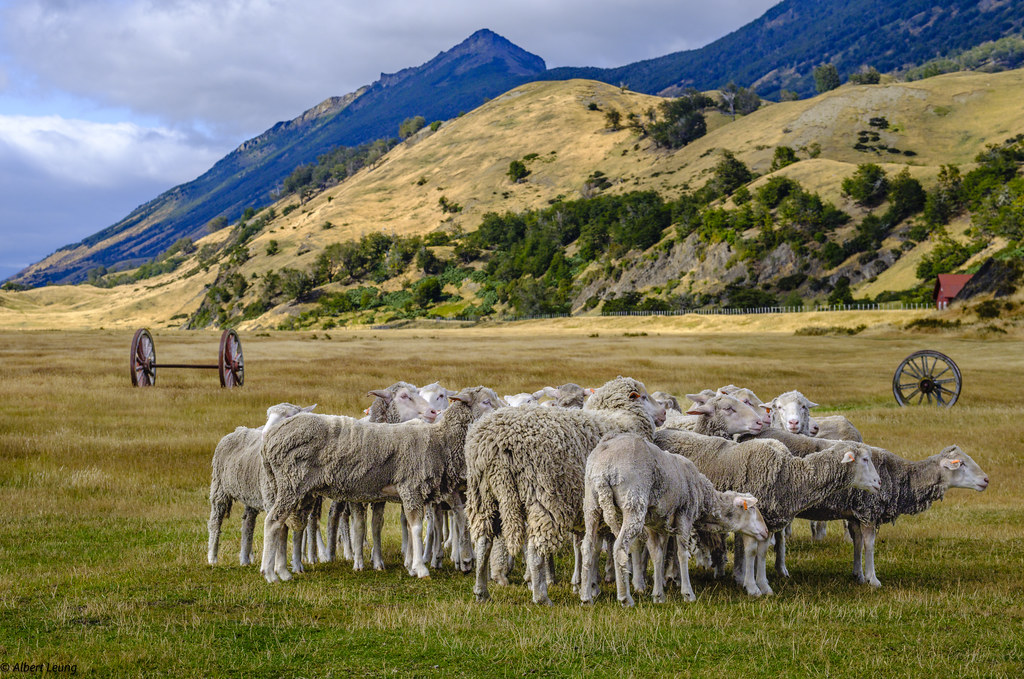 Sheep in Estancia La Peninsula, Patagonia DSCH1962 Flickr