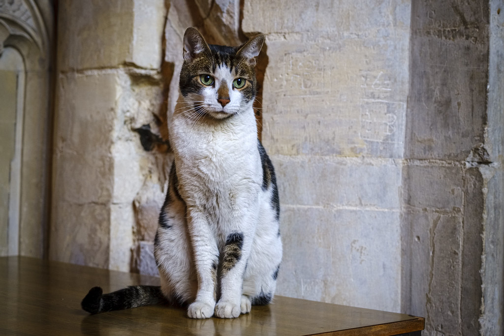 NorwichMar20078 Budge the Cathedral cat adamjnorth Flickr