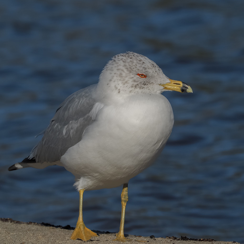 Ringbilled Gull ! Seen at Malibu LAgoon February 2019 spicysquid1
