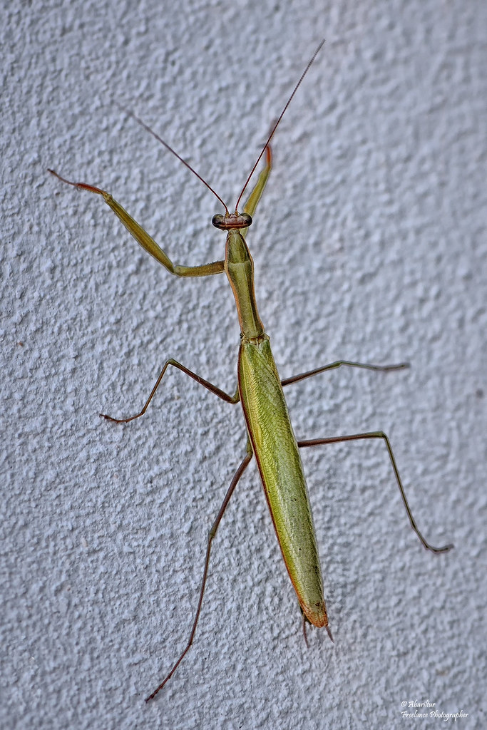 European Mantis Spanish Name Mantis o Santateresa