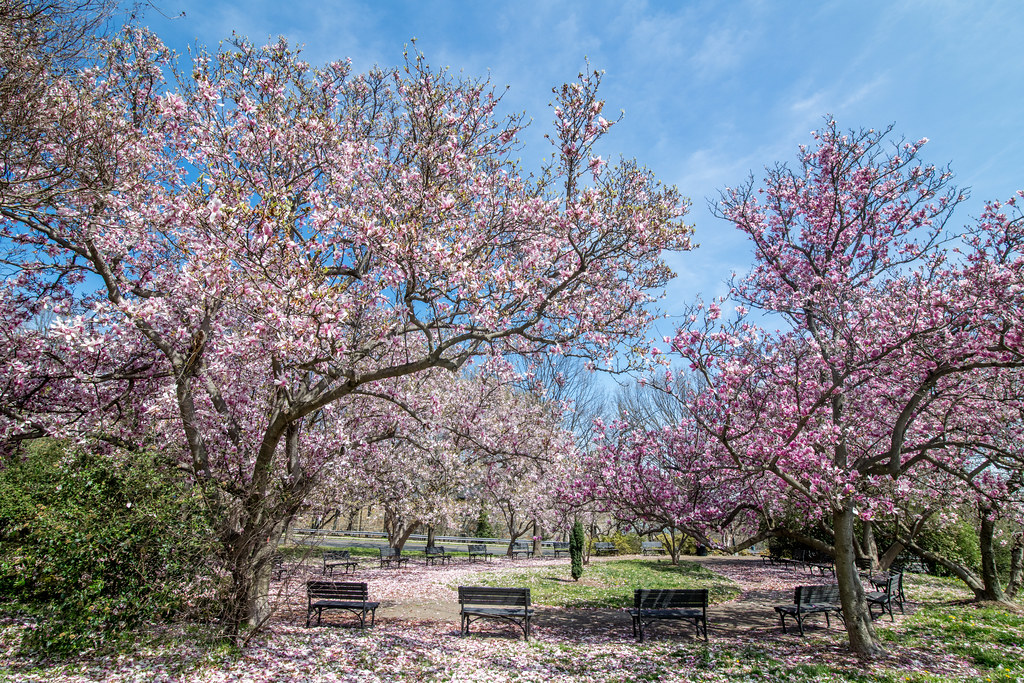 Wisconsin Ave NW and Massachusetts Ave NW angela n. Flickr
