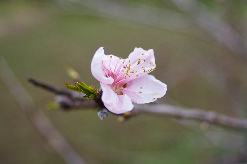 peach blossoms pepperberryfarm Flickr