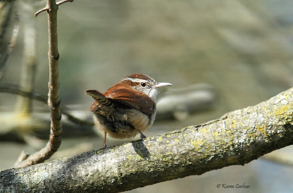 Spunky! The word "spunky" means courageous and determined,… Flickr