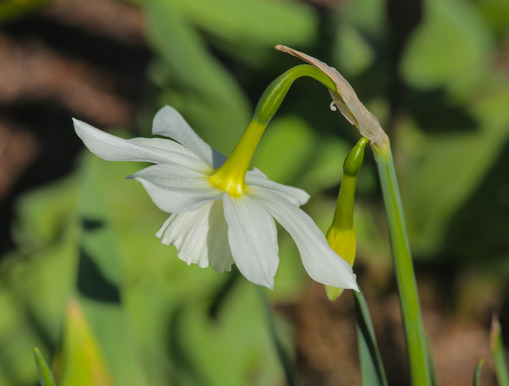 Paperwhite narcissus a photo on Flickriver