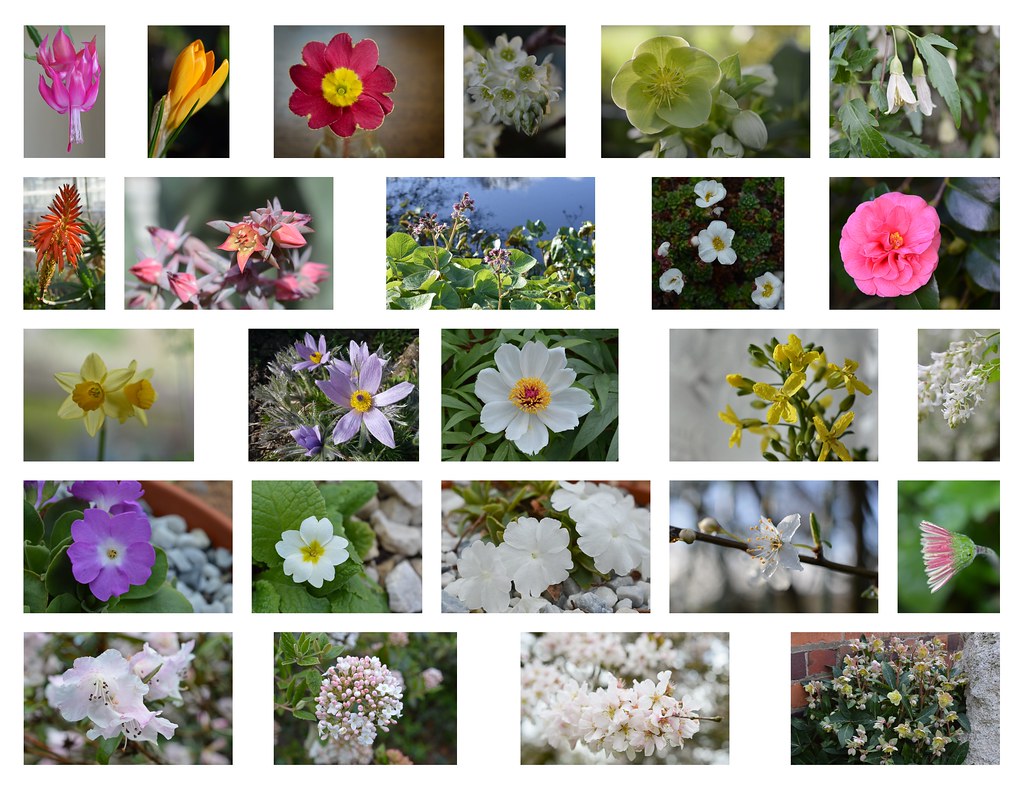 25 Flowers 2020 The first 25 of 100 flowers in 2020. Sian Matthews