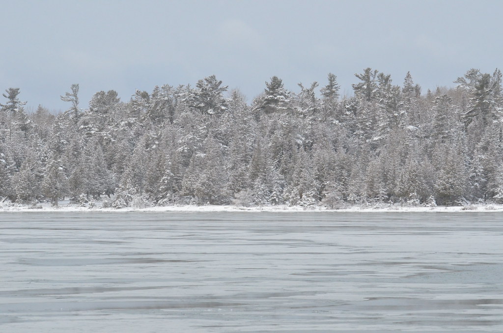 Snow Covered trees along Bass Cove Drummond Island durin… Flickr