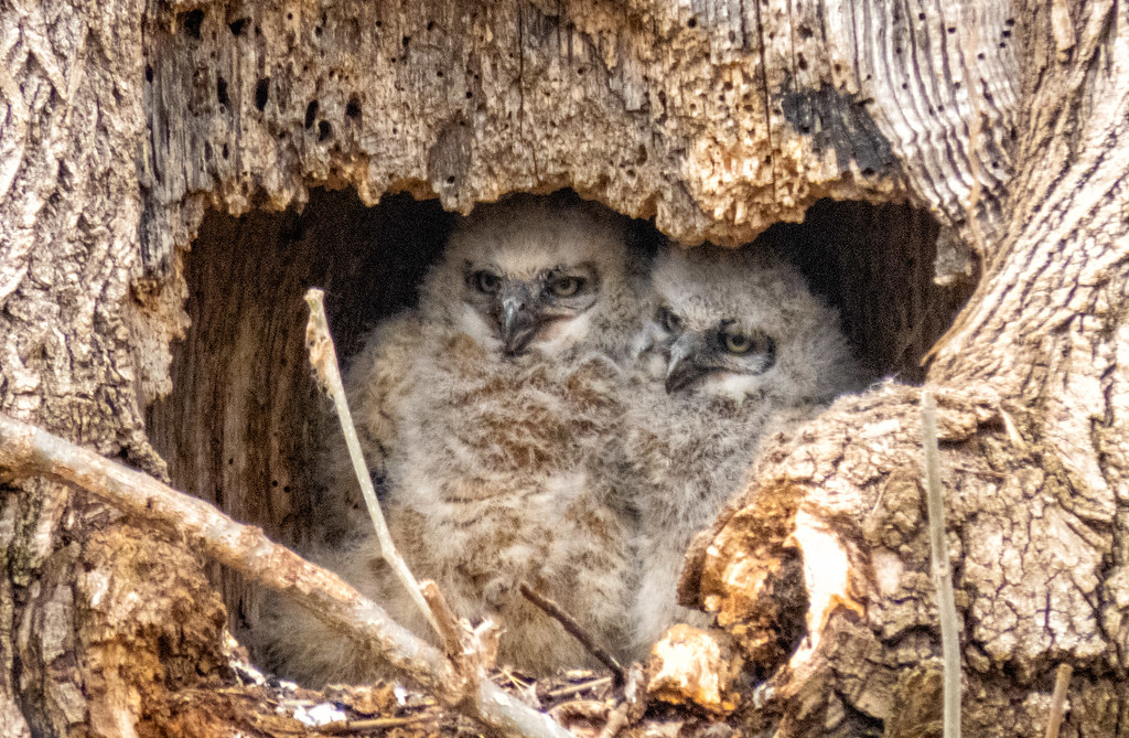 Great Horned Owlets Twins Lee J. Sanders Photography Flickr