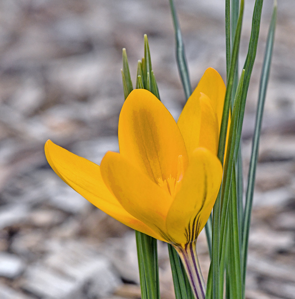 First Flower Of Spring In the otherwise barren city garden… Flickr