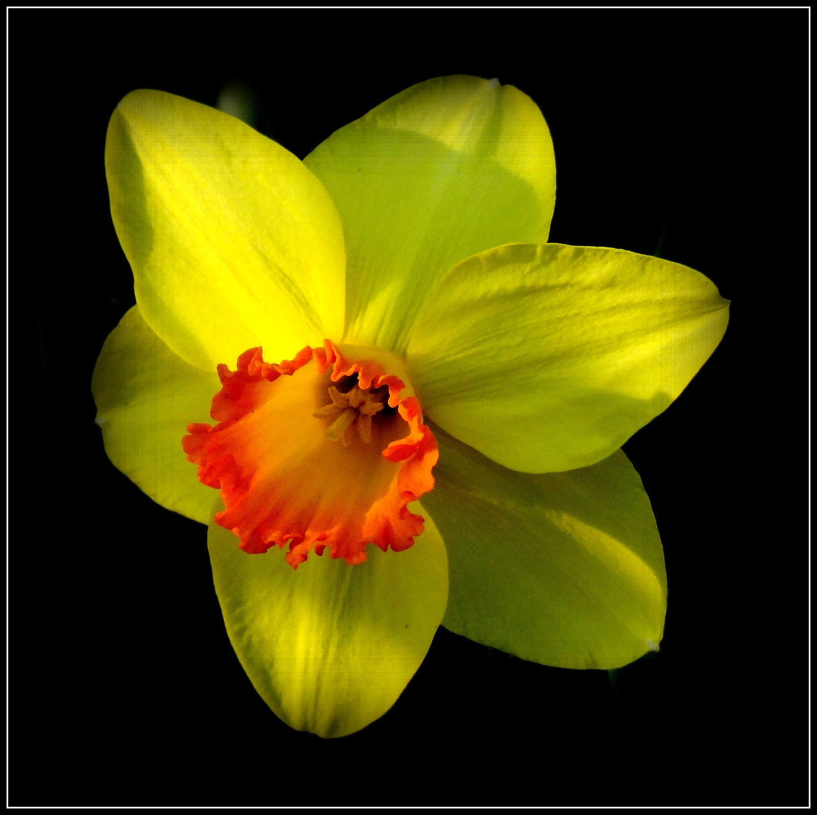 Fabulous Flowers by Friends Flickr