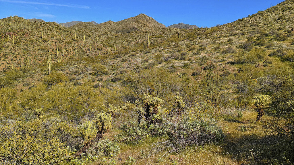 Cave Creek Arizona USA A quirky town just northeast of Pho… Flickr